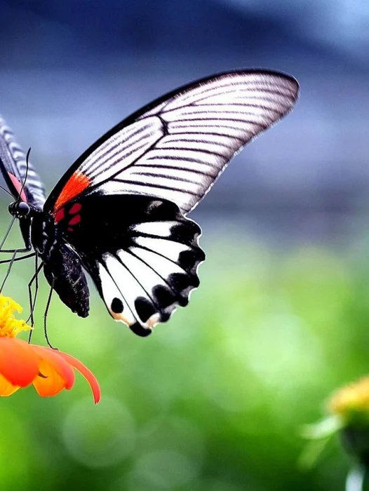 Butterflybirdflower Wallpaper