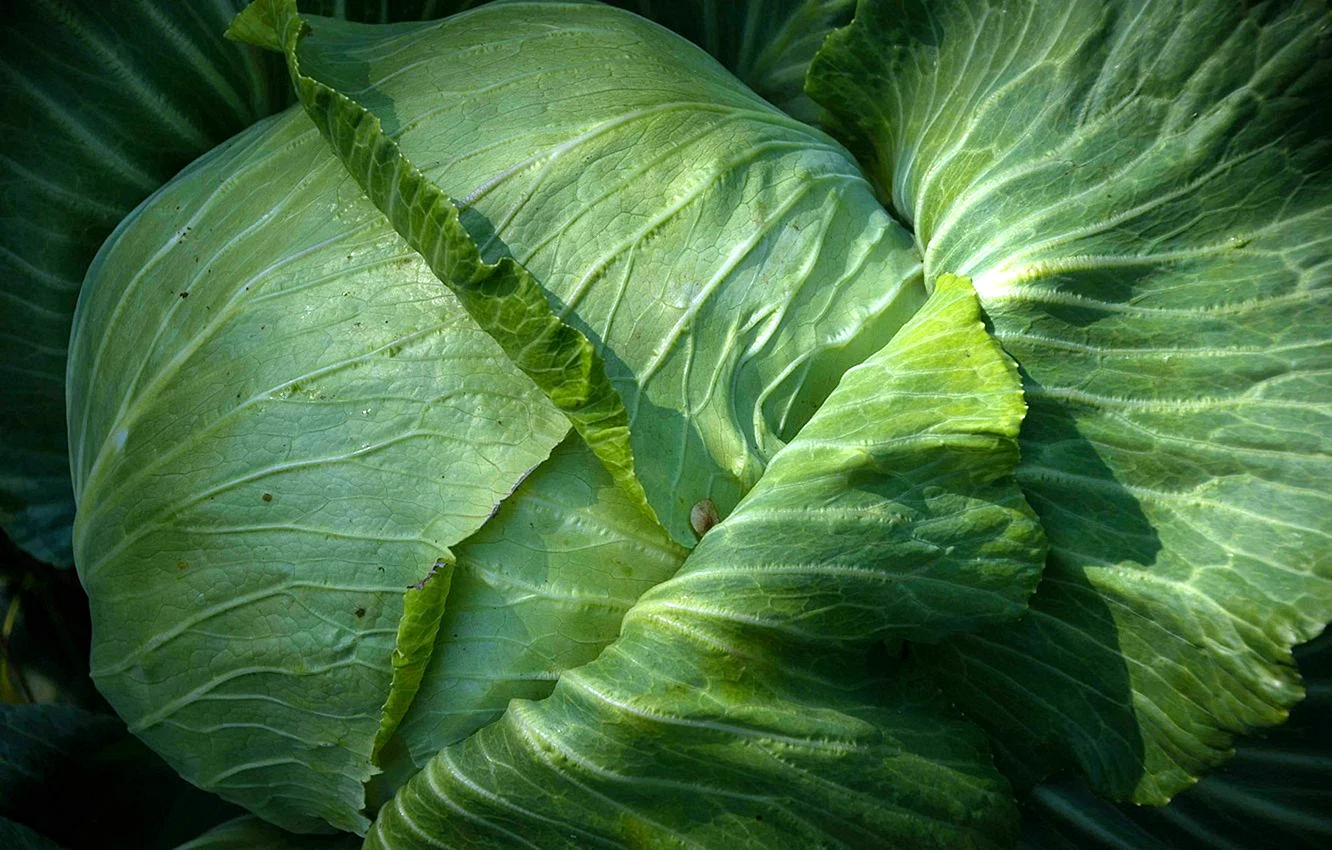 Cabbage leaves Wallpaper