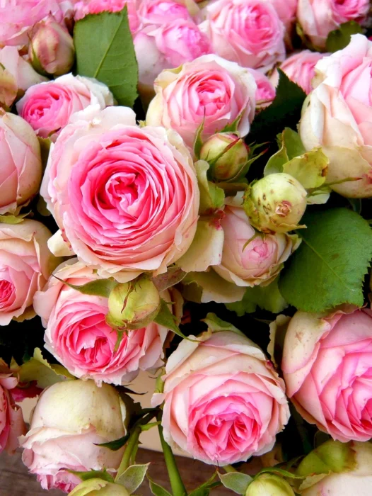 Cabbage Rose Wallpaper