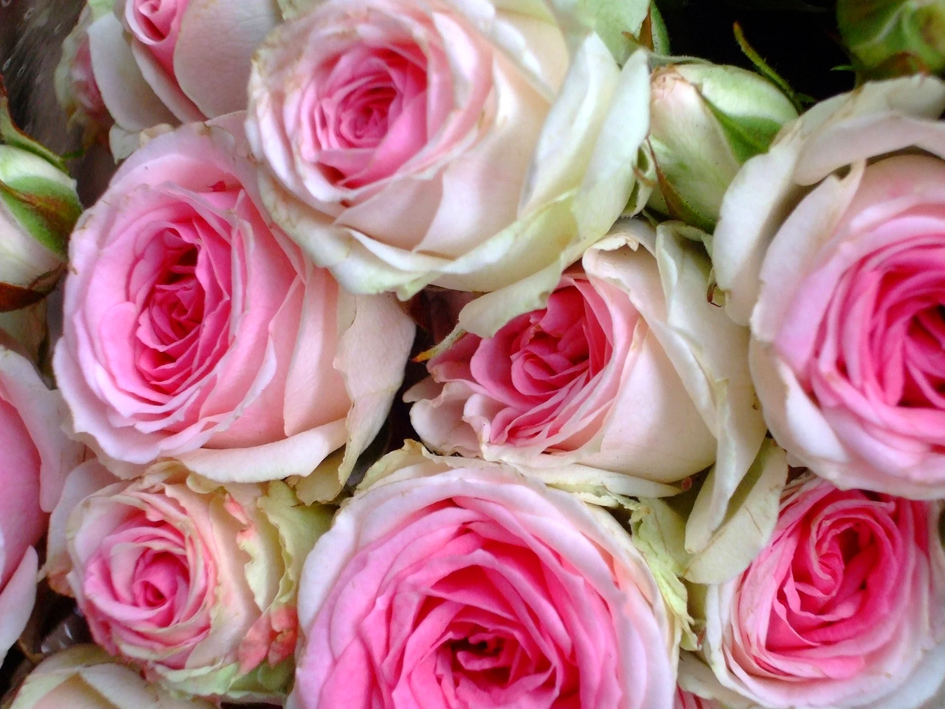 Cabbage Rose Wallpaper