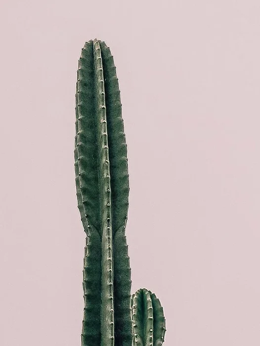 Cacti florarium Wallpaper