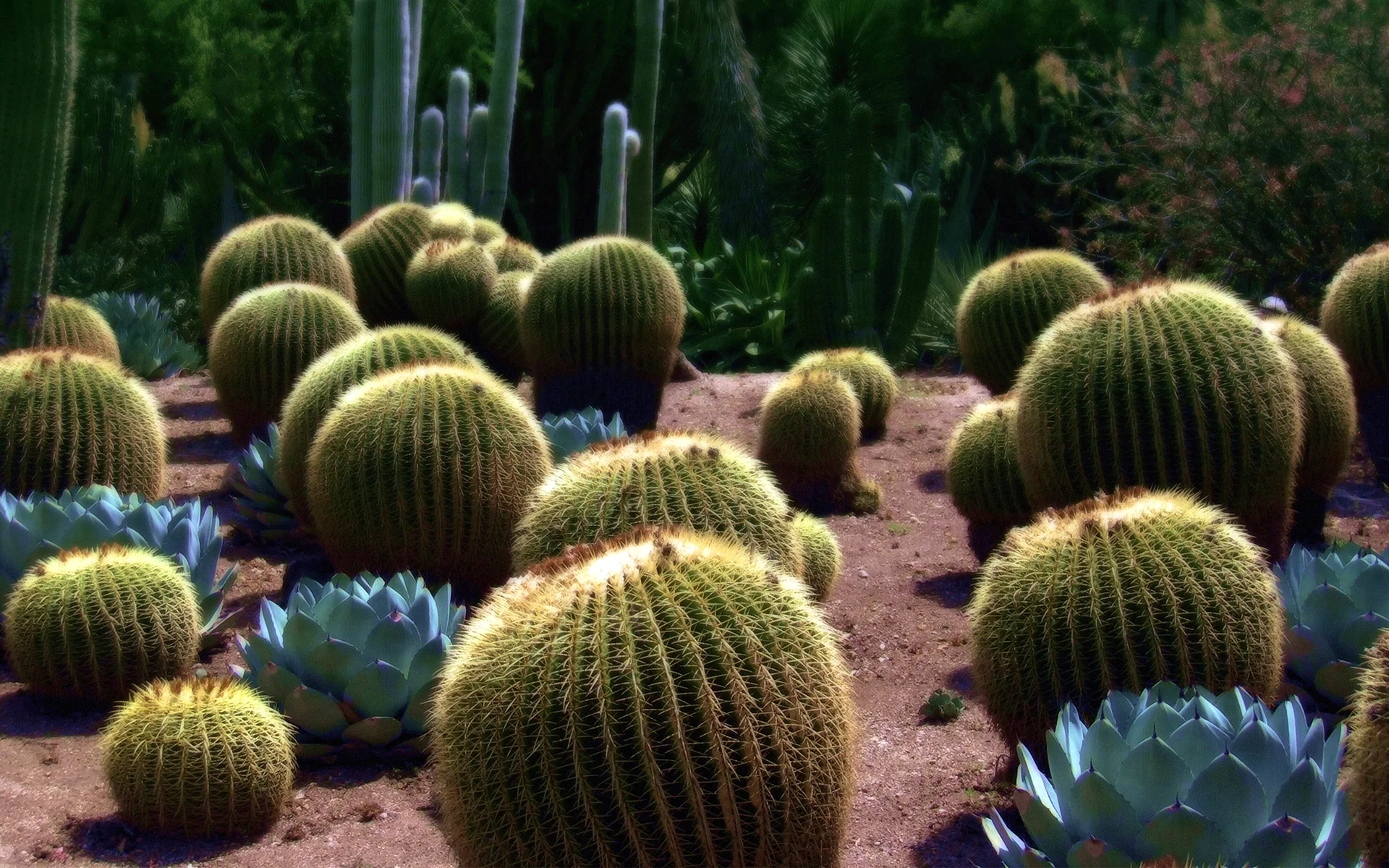 Cactus Wallpaper