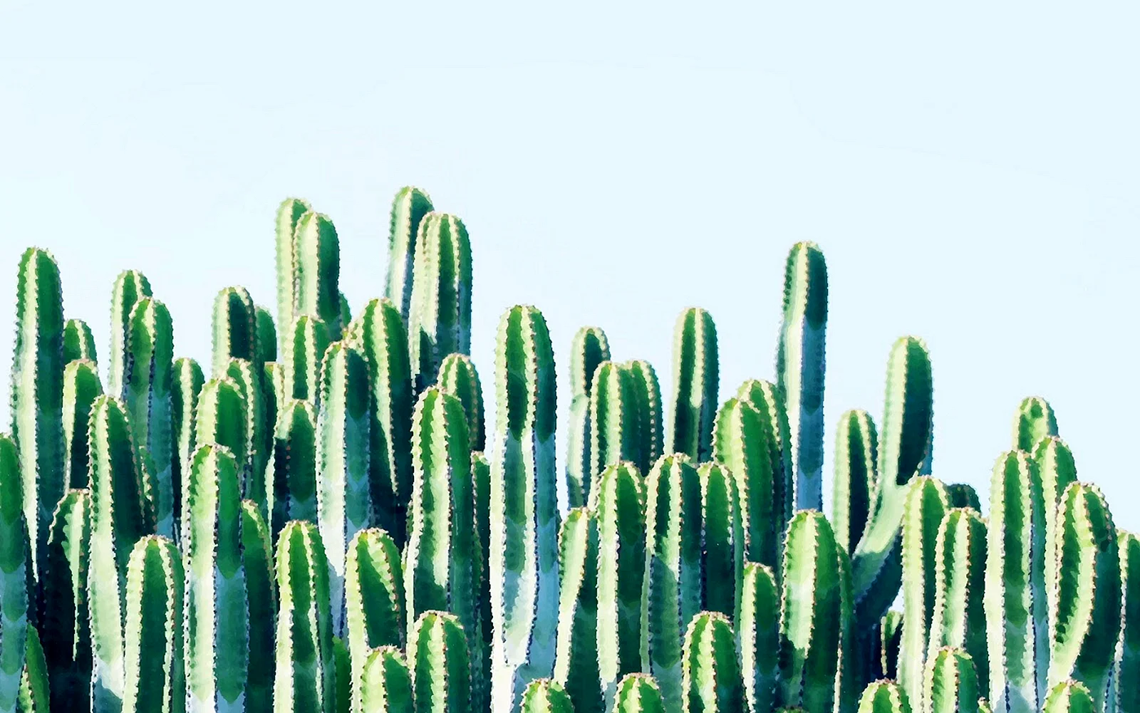 Cactus Wallpaper