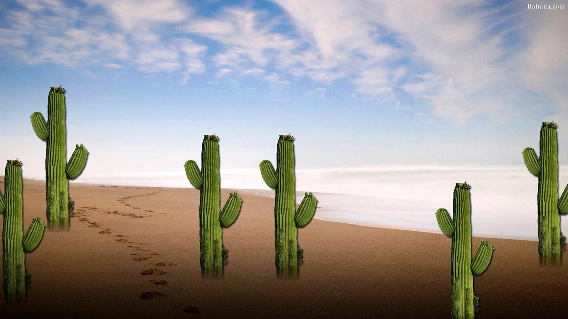 Cactus Wallpaper