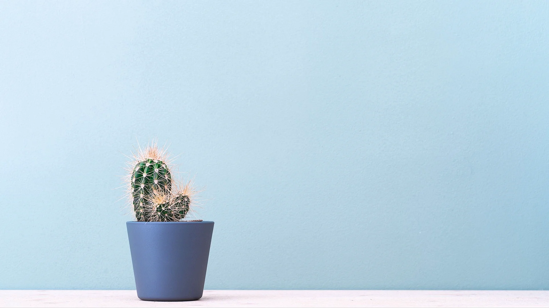 Cactus Minimalist Wallpaper