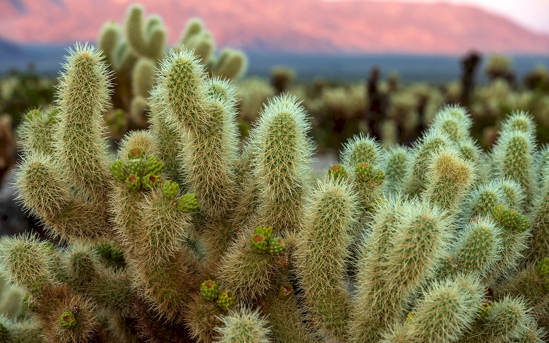 Cactus Wallpaper