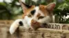 Calico Cat landlord Wallpaper