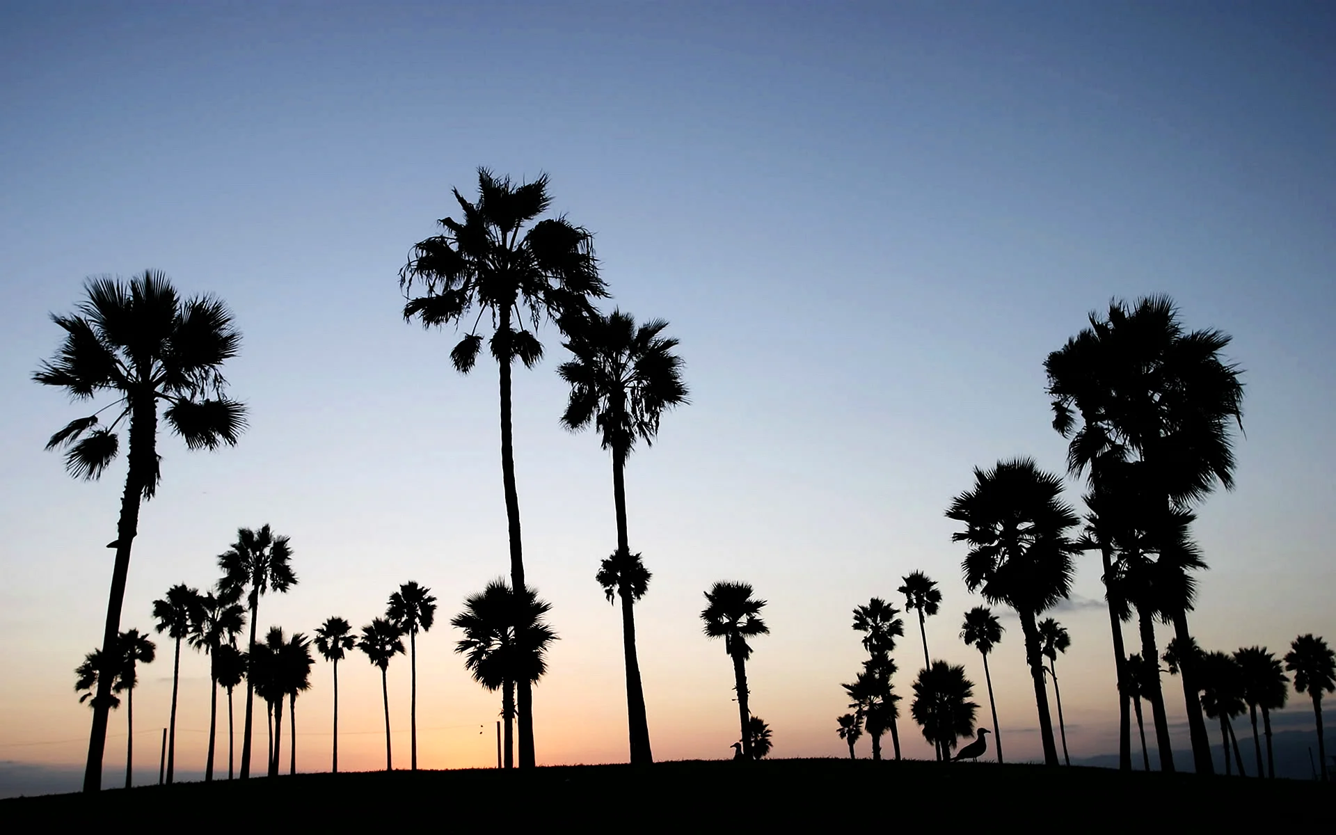 California Palm Tree Wallpaper