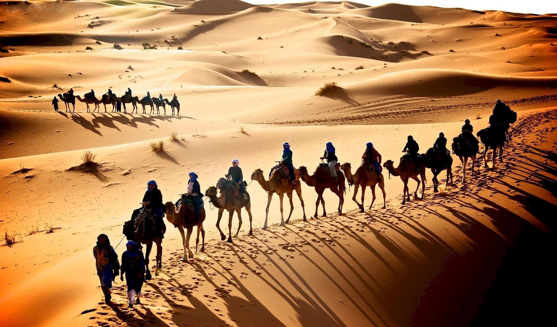 Camel Caravan Wallpaper