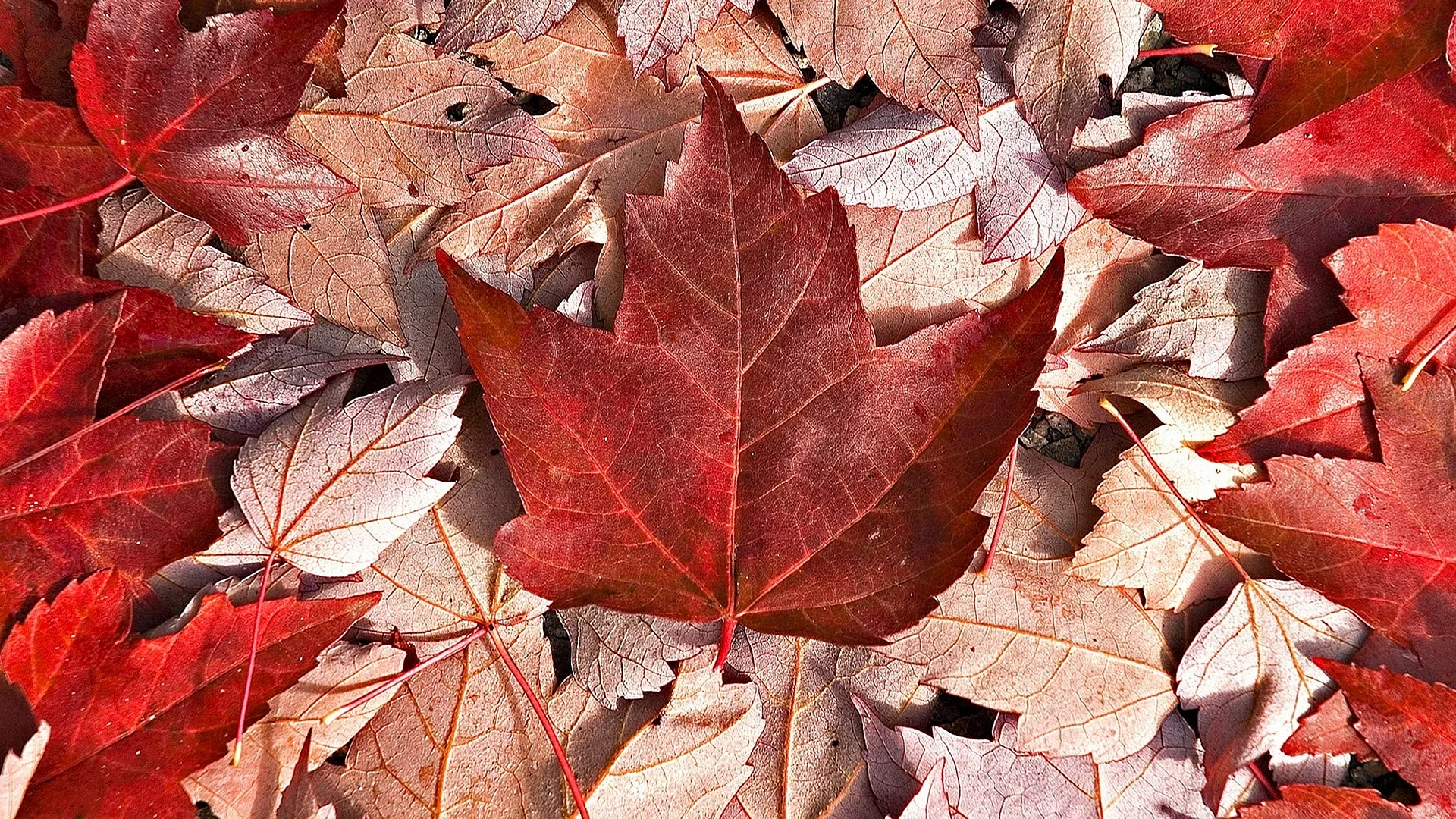 Canada Leaf Wallpaper