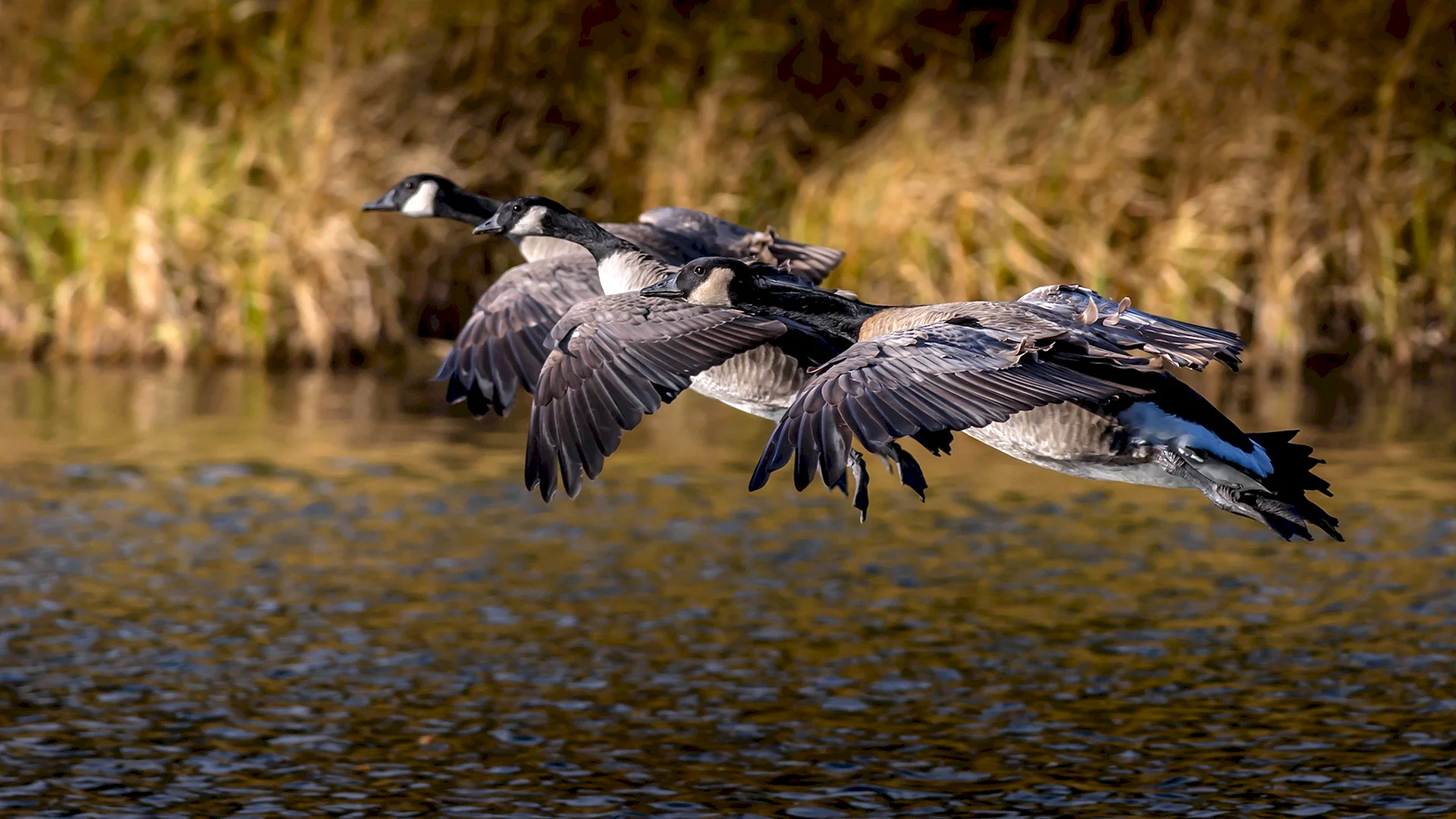 Canadian Geese Flying Wallpaper