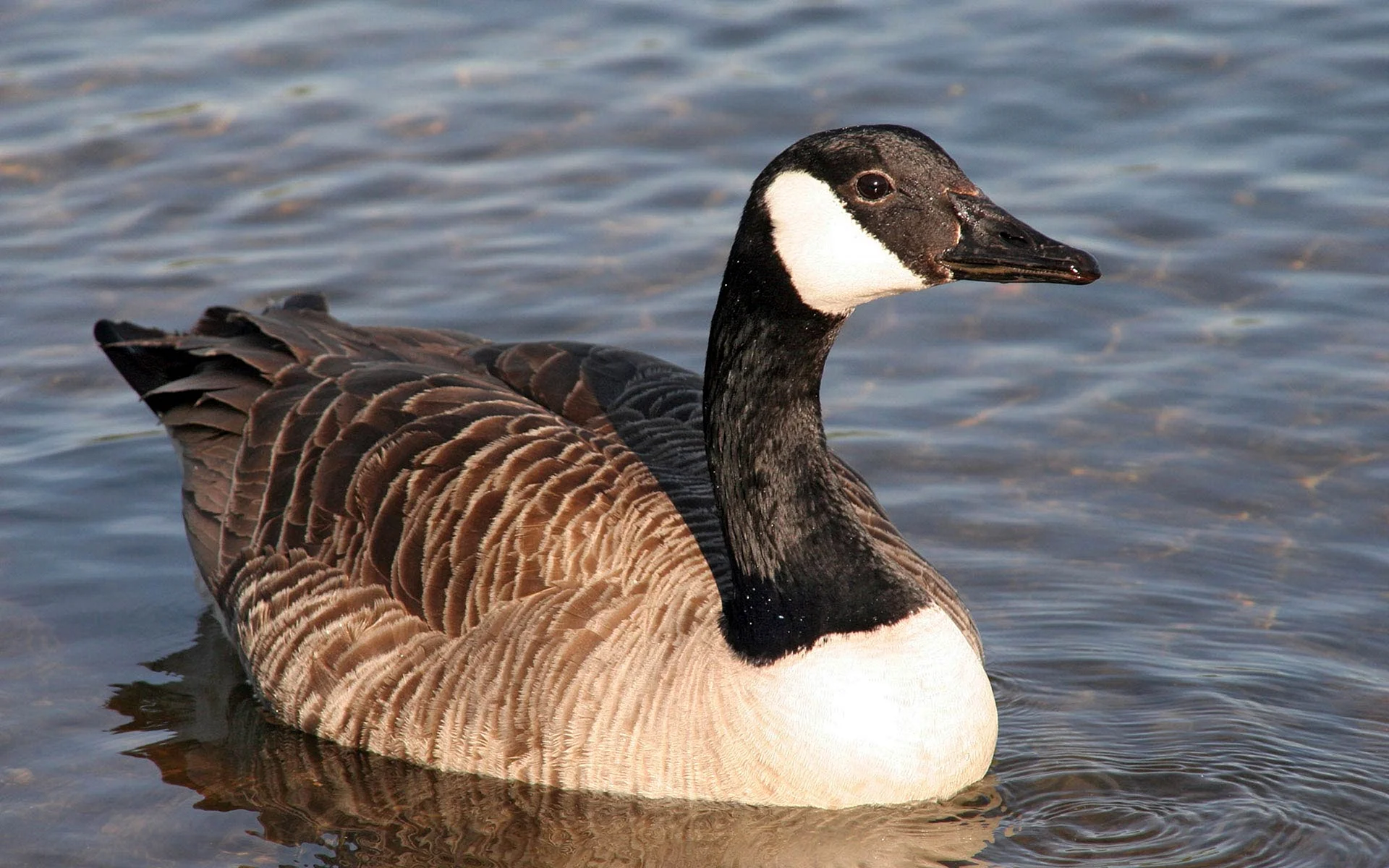 Canadian Goose Wallpaper