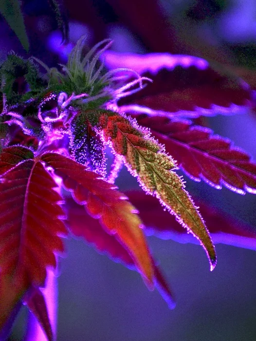 Cannabis Purple Wallpaper