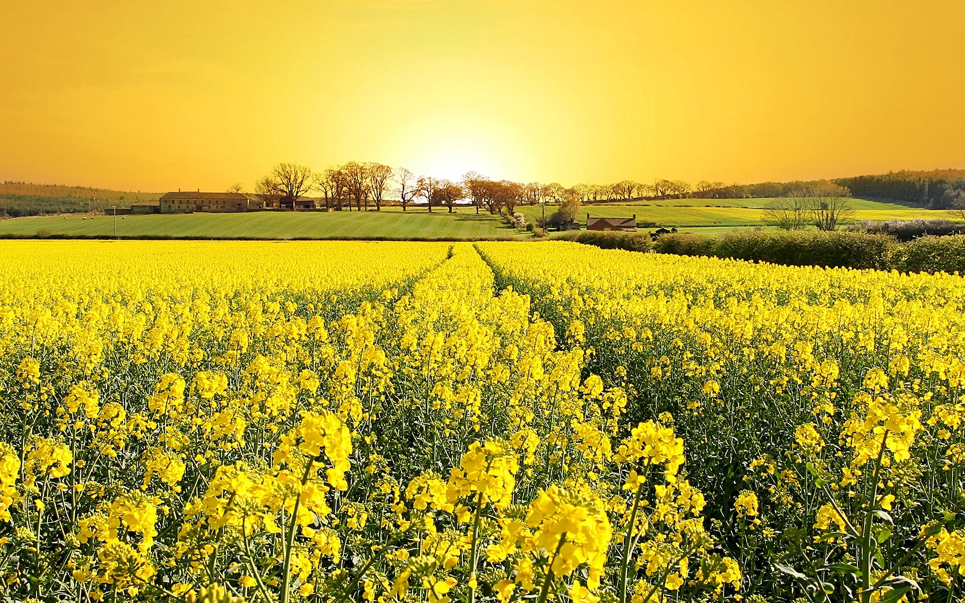 Canola Wallpaper