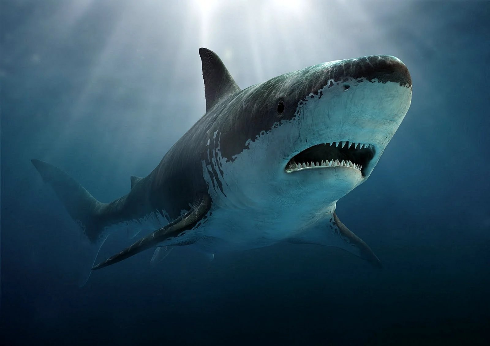 Carcharodon Megalodon Wallpaper