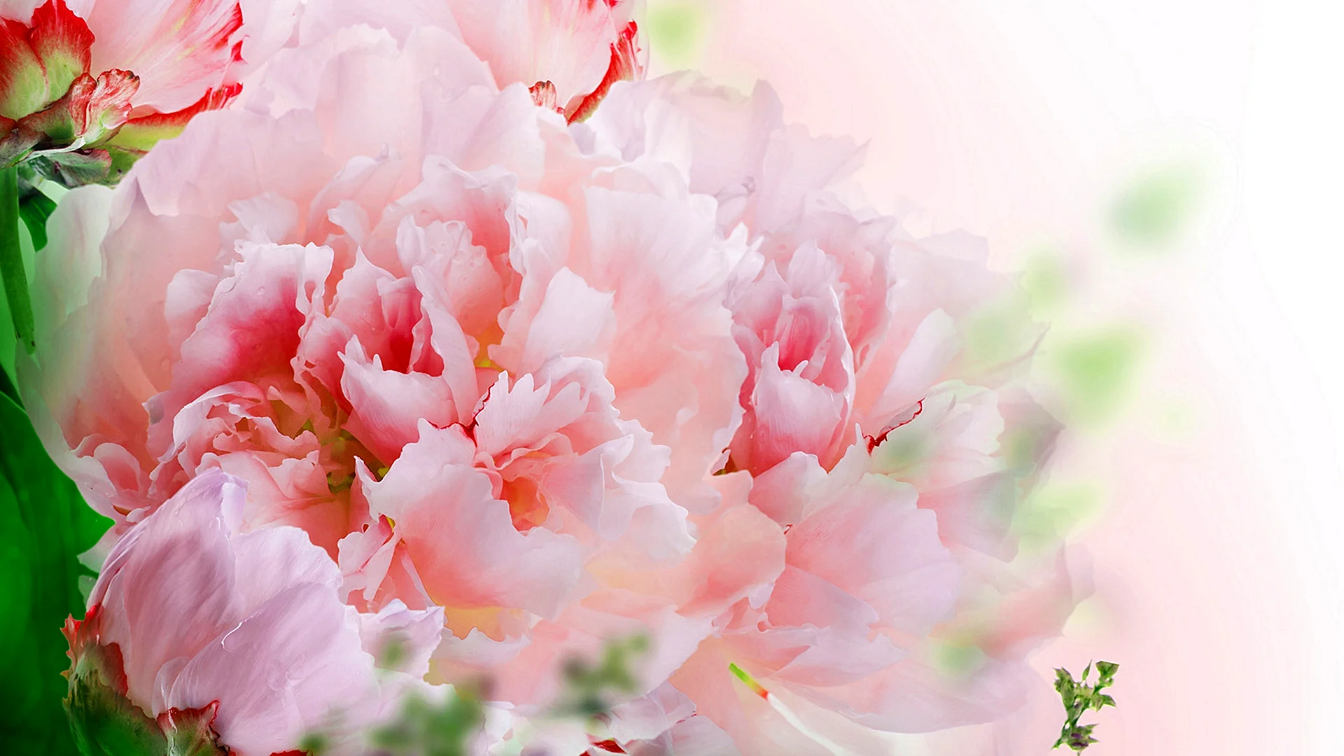 Carnation Wallpaper
