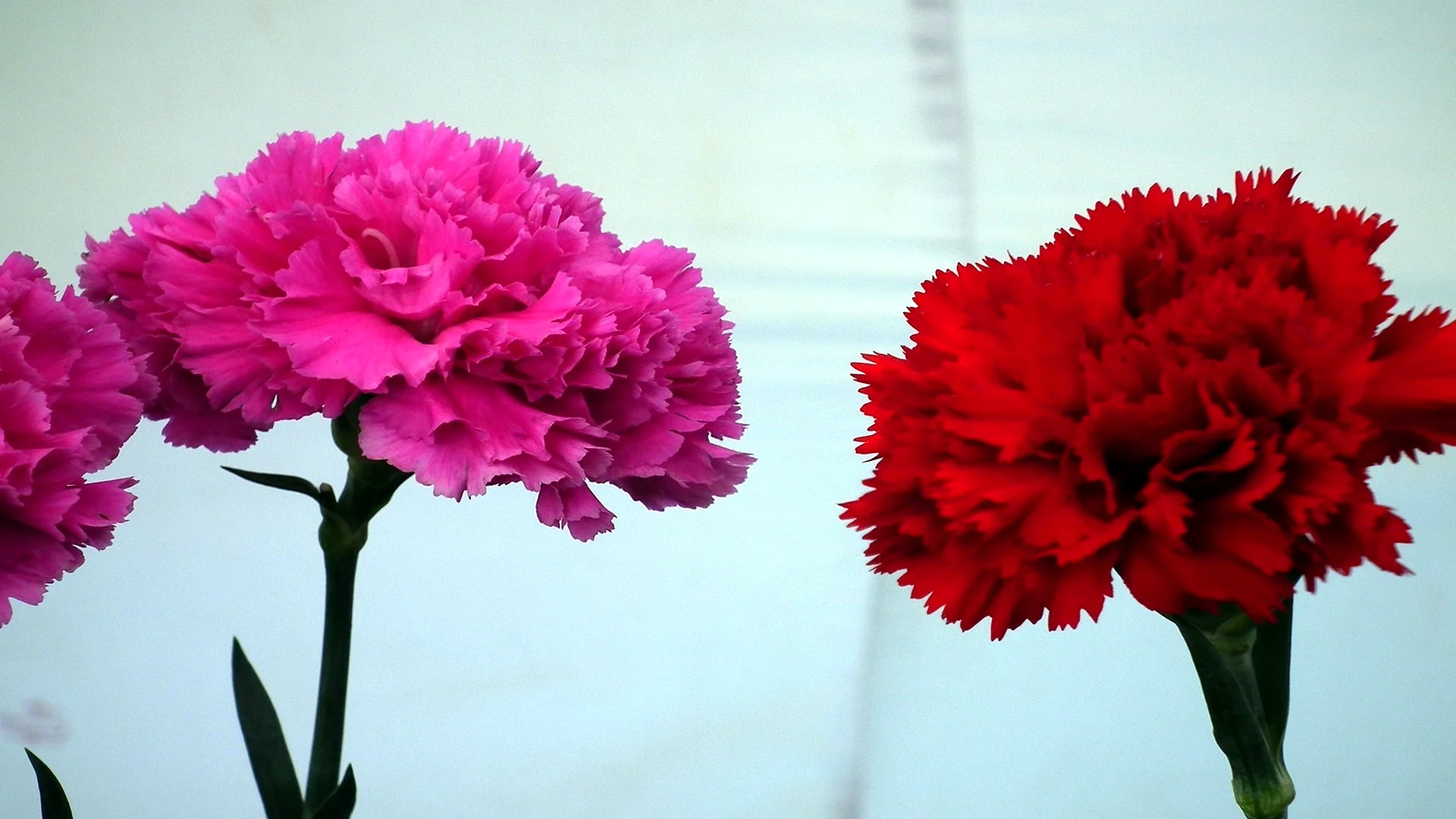 Carnation Wallpaper