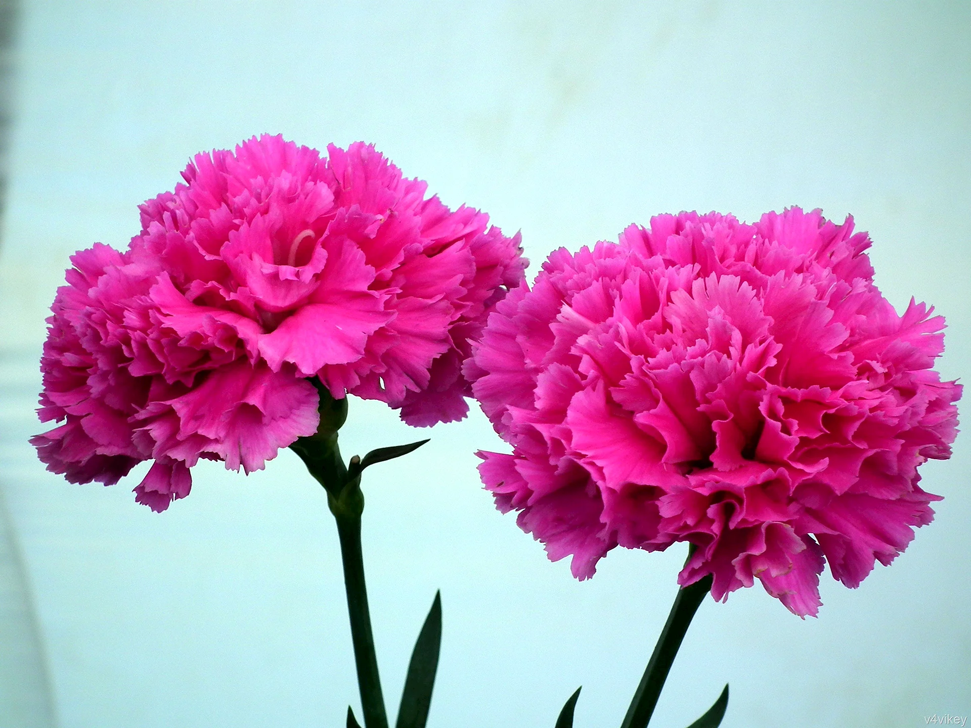 Carnation Wallpaper
