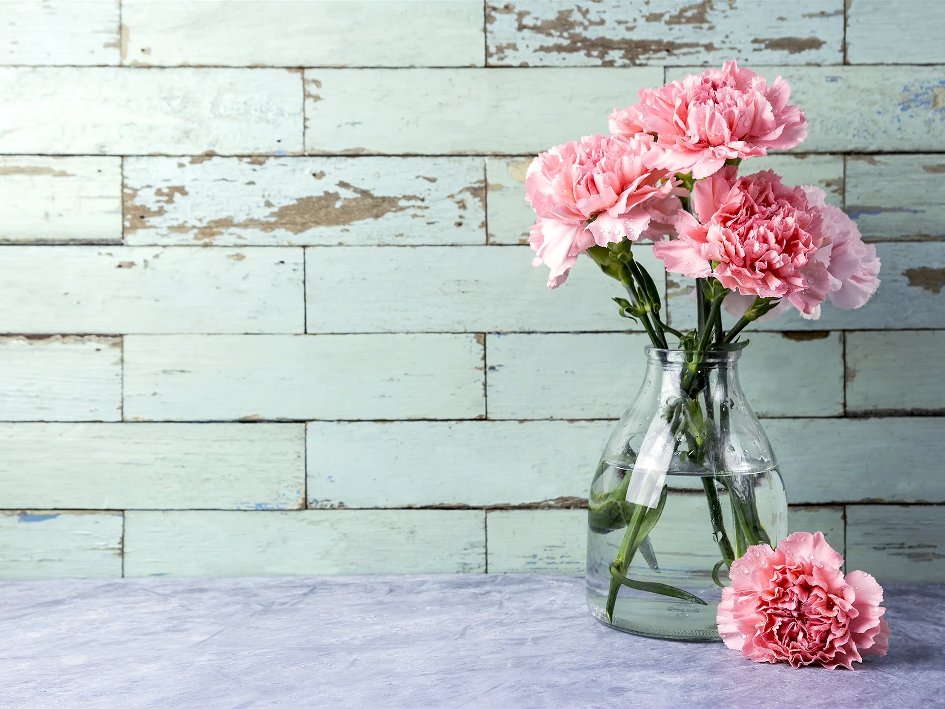 Carnation Vase Wallpaper
