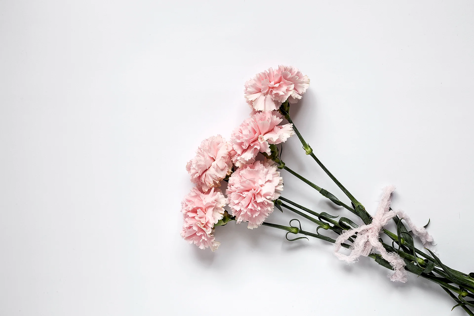 Carnations Wallpaper
