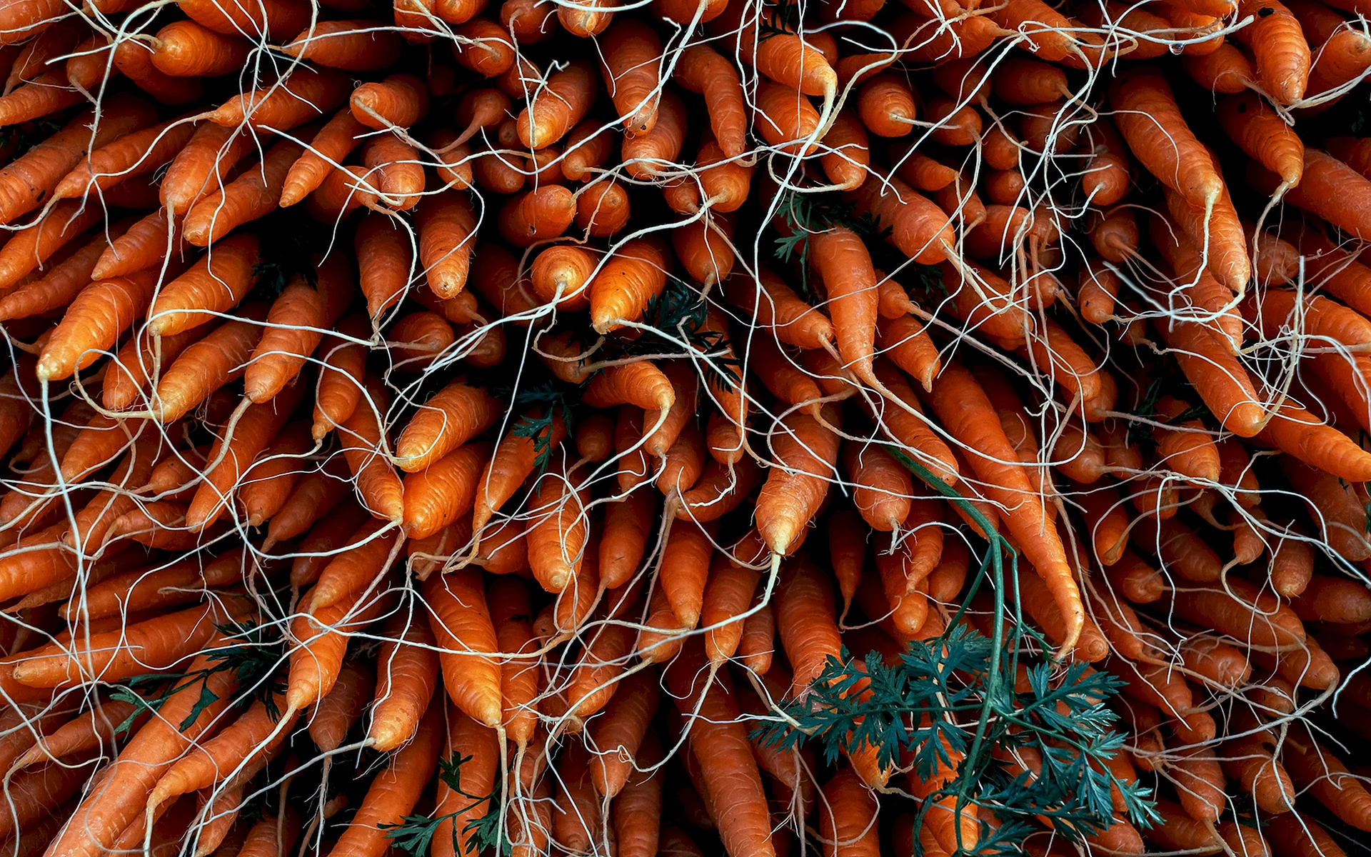 Carrot Harvest Wallpaper