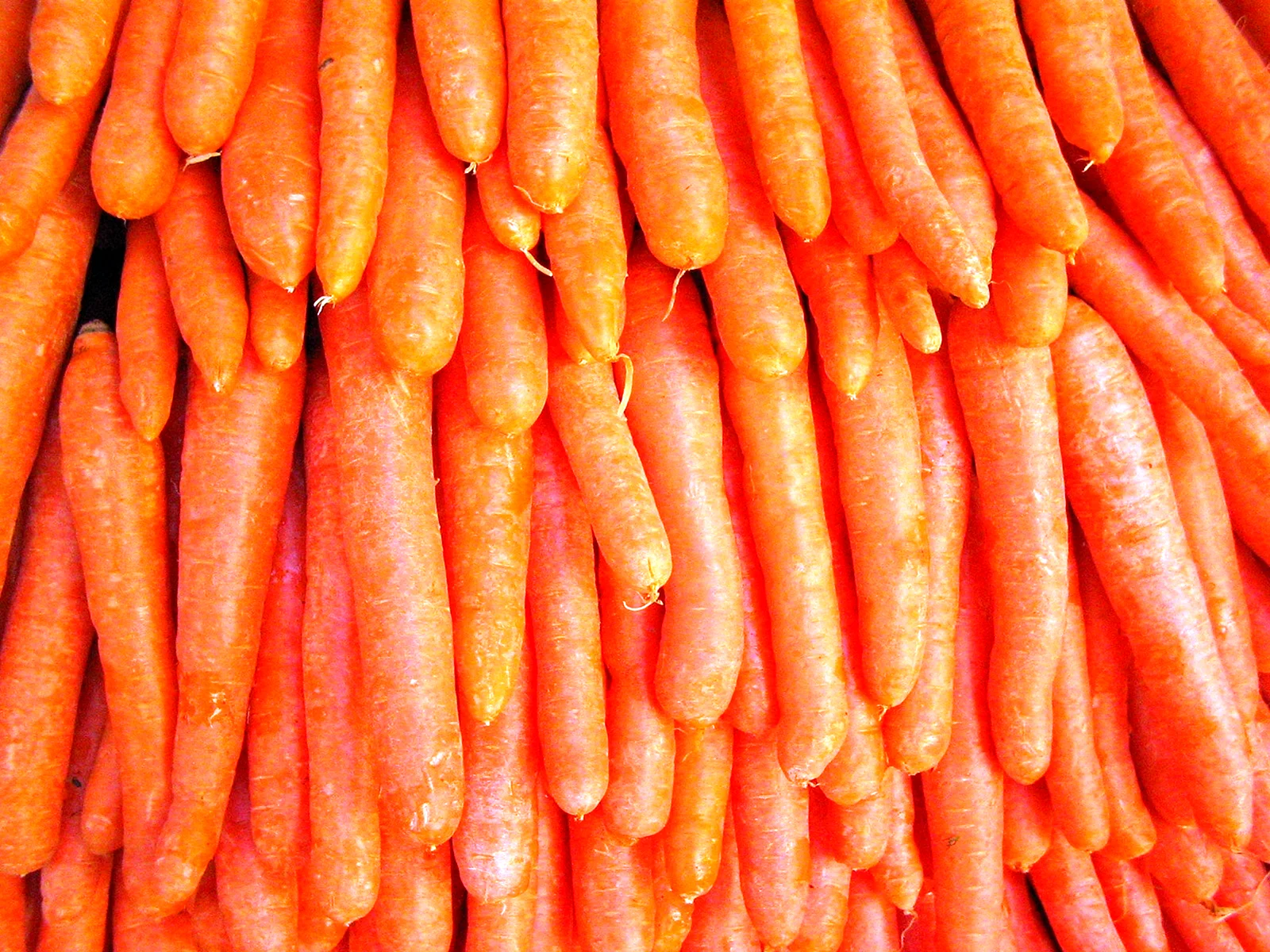 Carrot texture Wallpaper