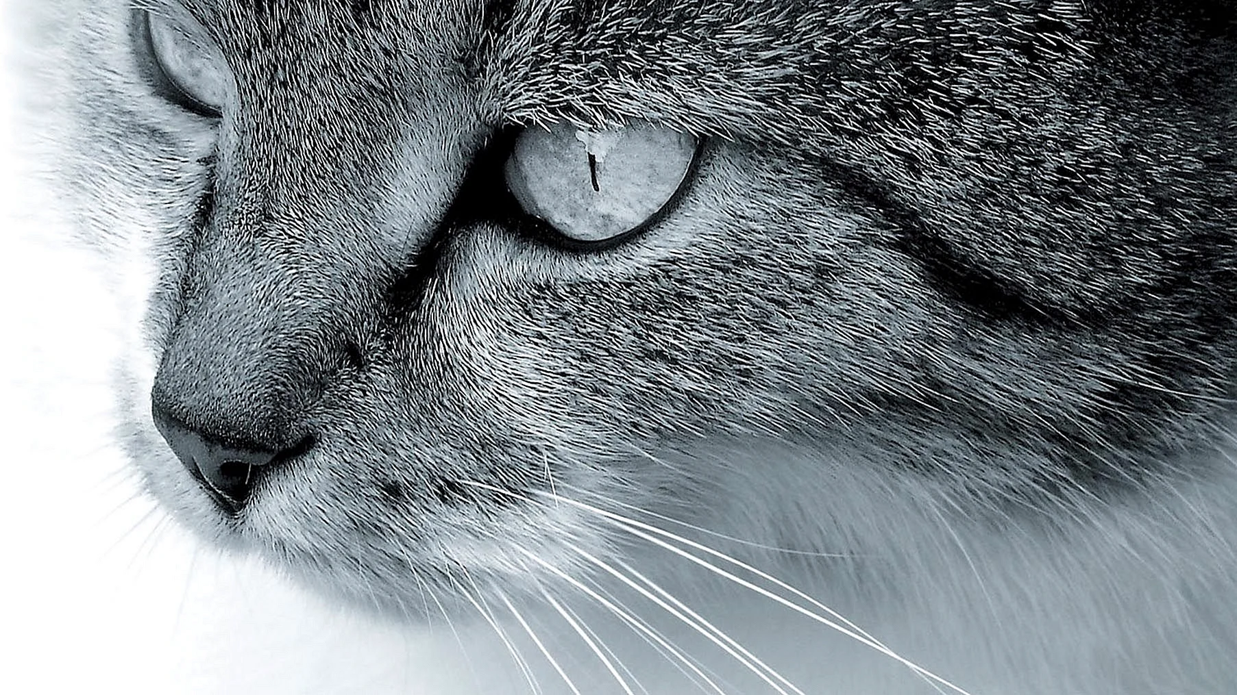 Cat Wallpaper