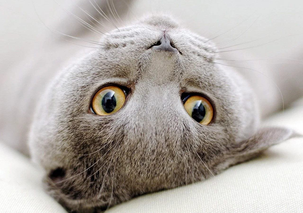 Cat Wallpaper