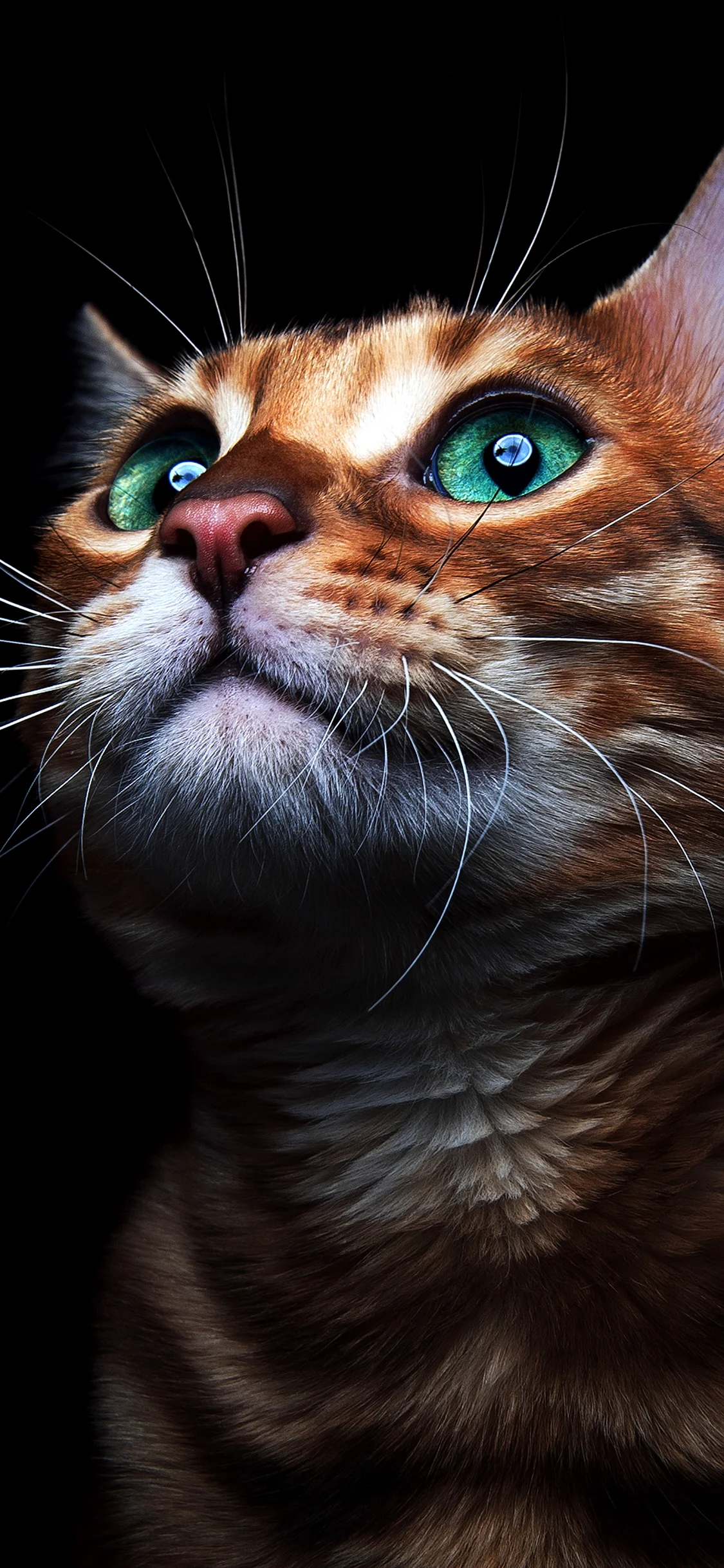 Cat Wallpaper for iPhone 11 Pro