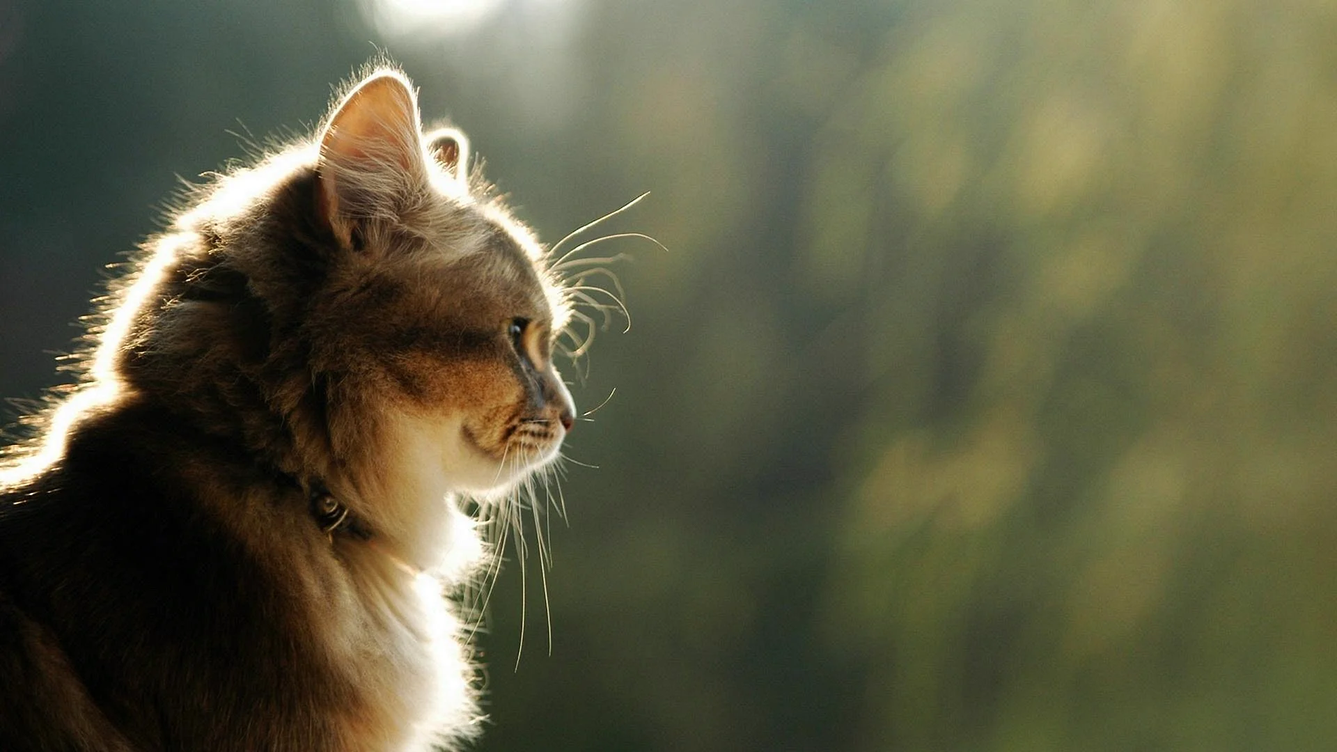 Cat Wallpaper