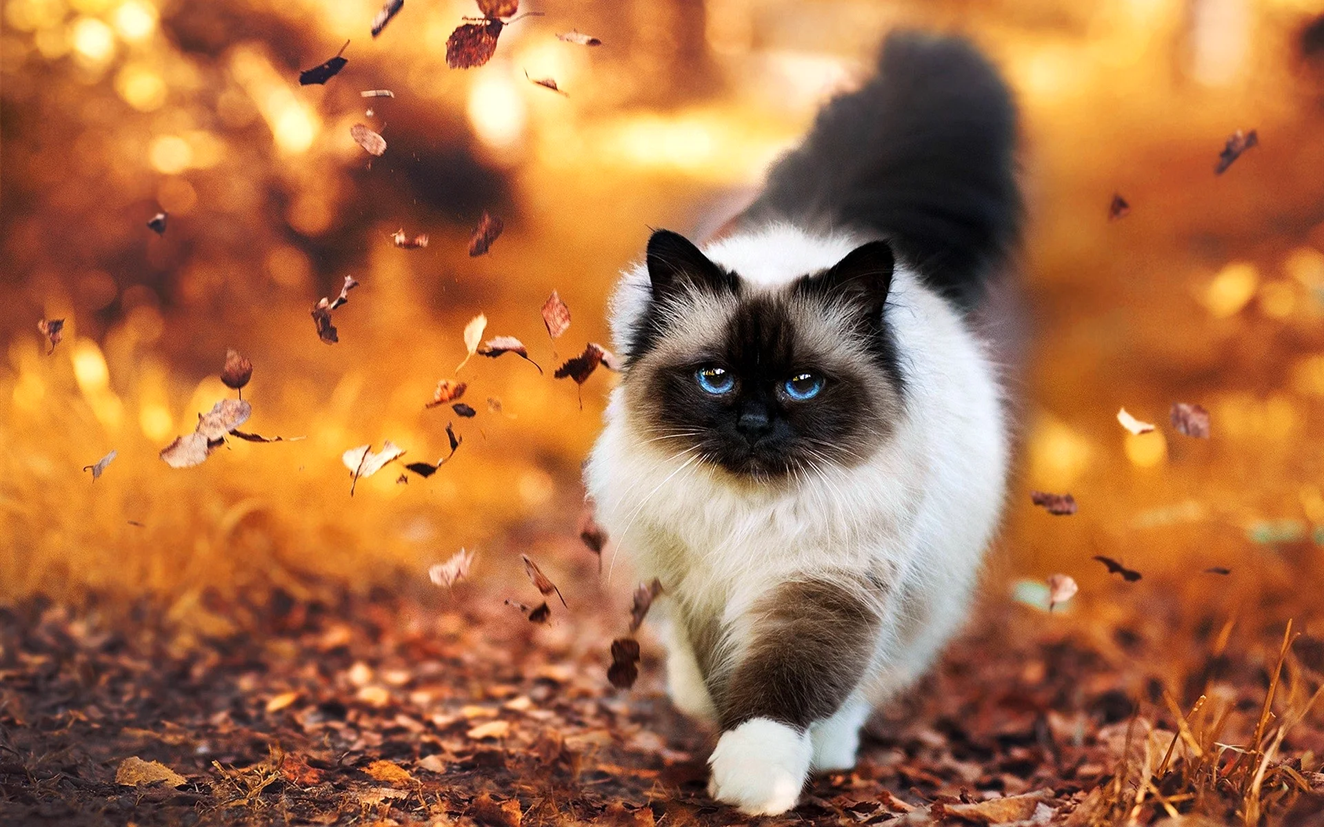 Cat autumn Wallpaper