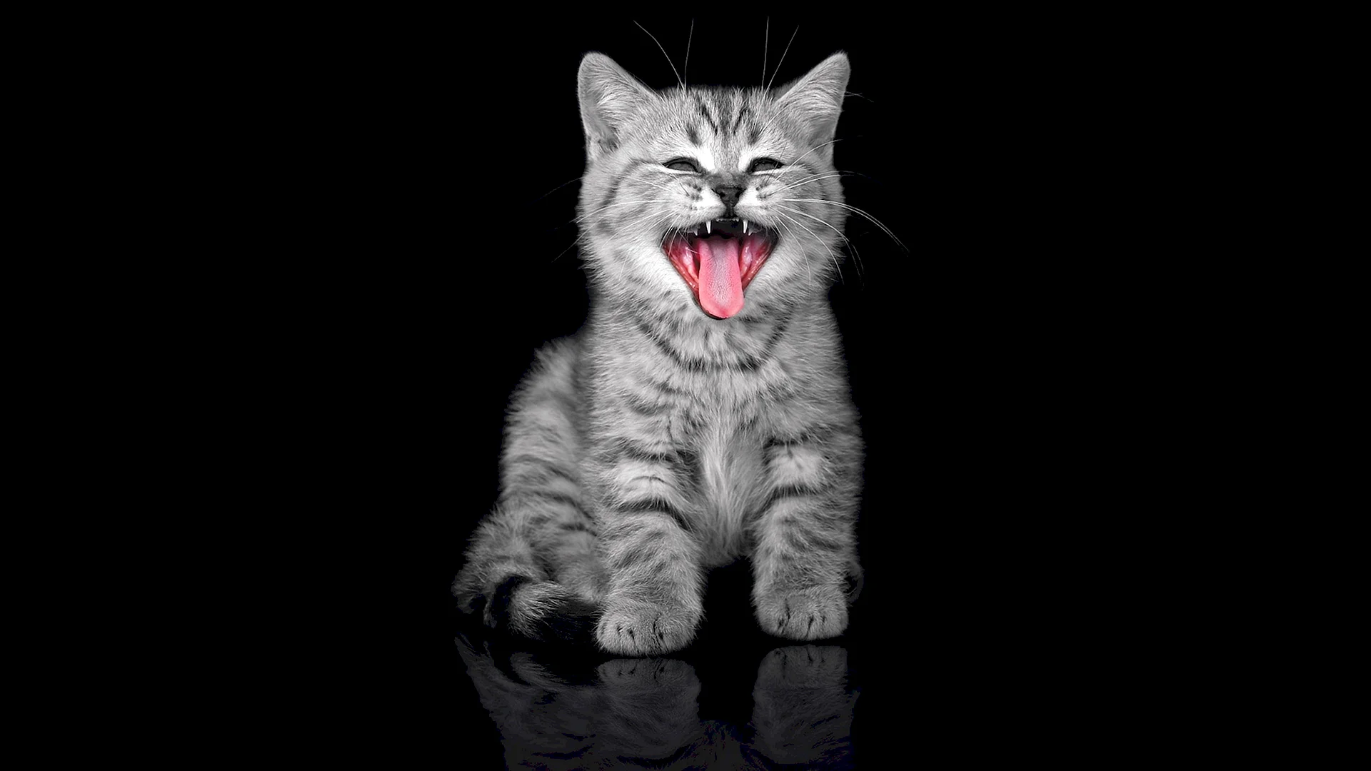 Cat Black background Wallpaper