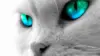 Cat Blue Eyes Wallpaper