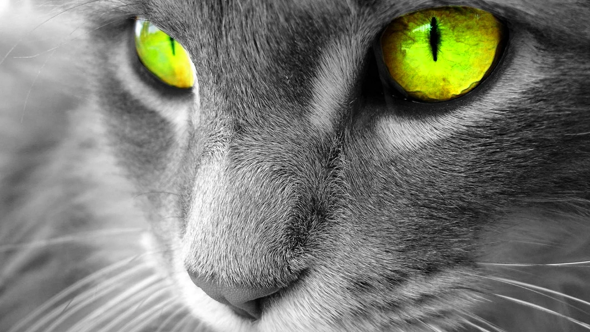 Cat Eyes Green Wallpaper