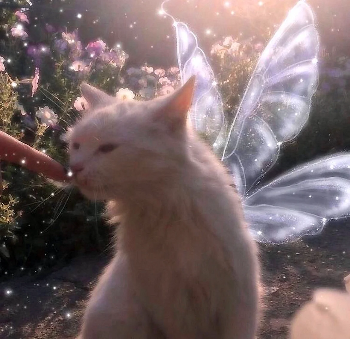 Cat Fairy Wallpaper