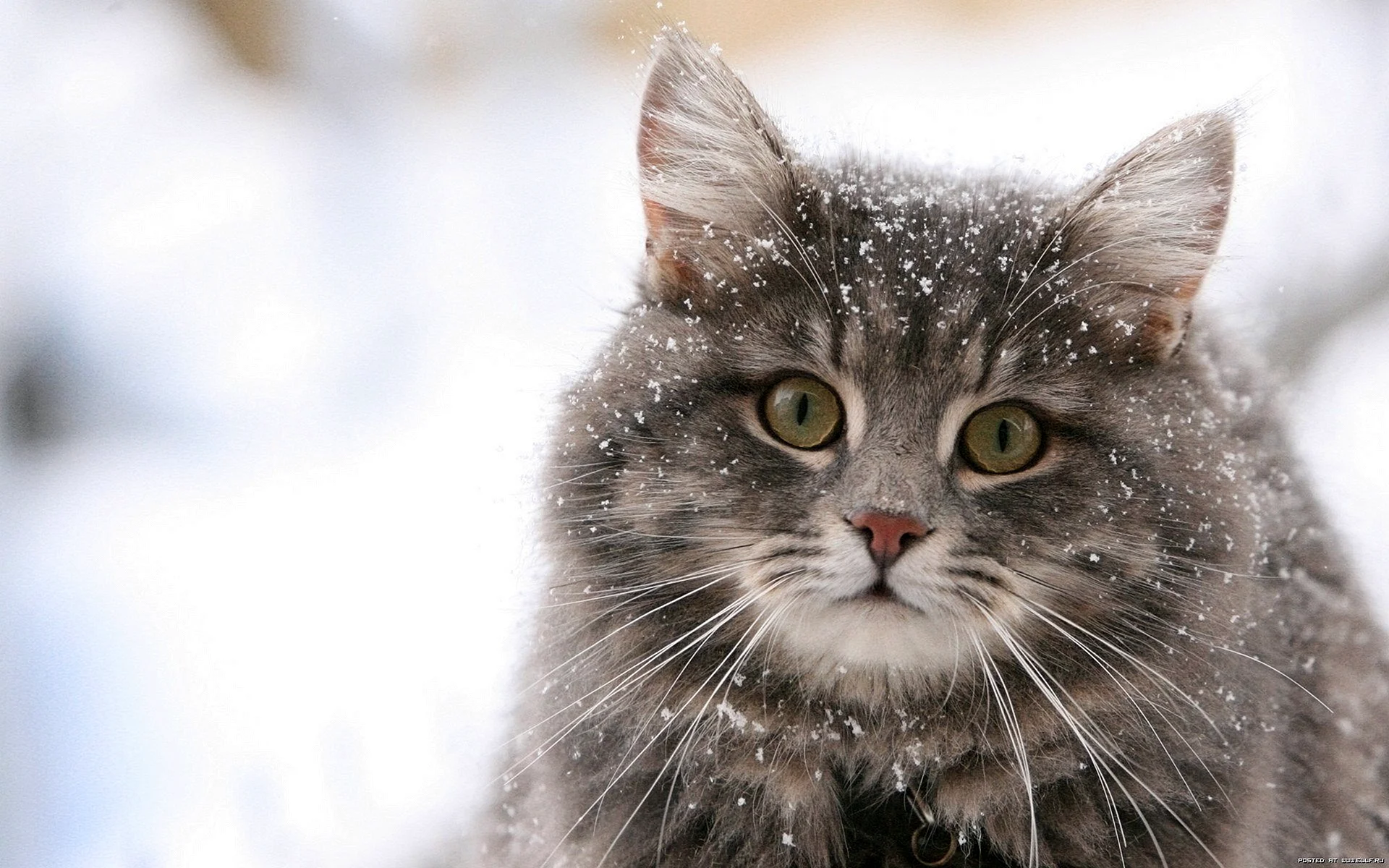 Cat in the Snow Wallpaper