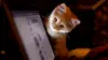 Cat Laptop Wallpaper