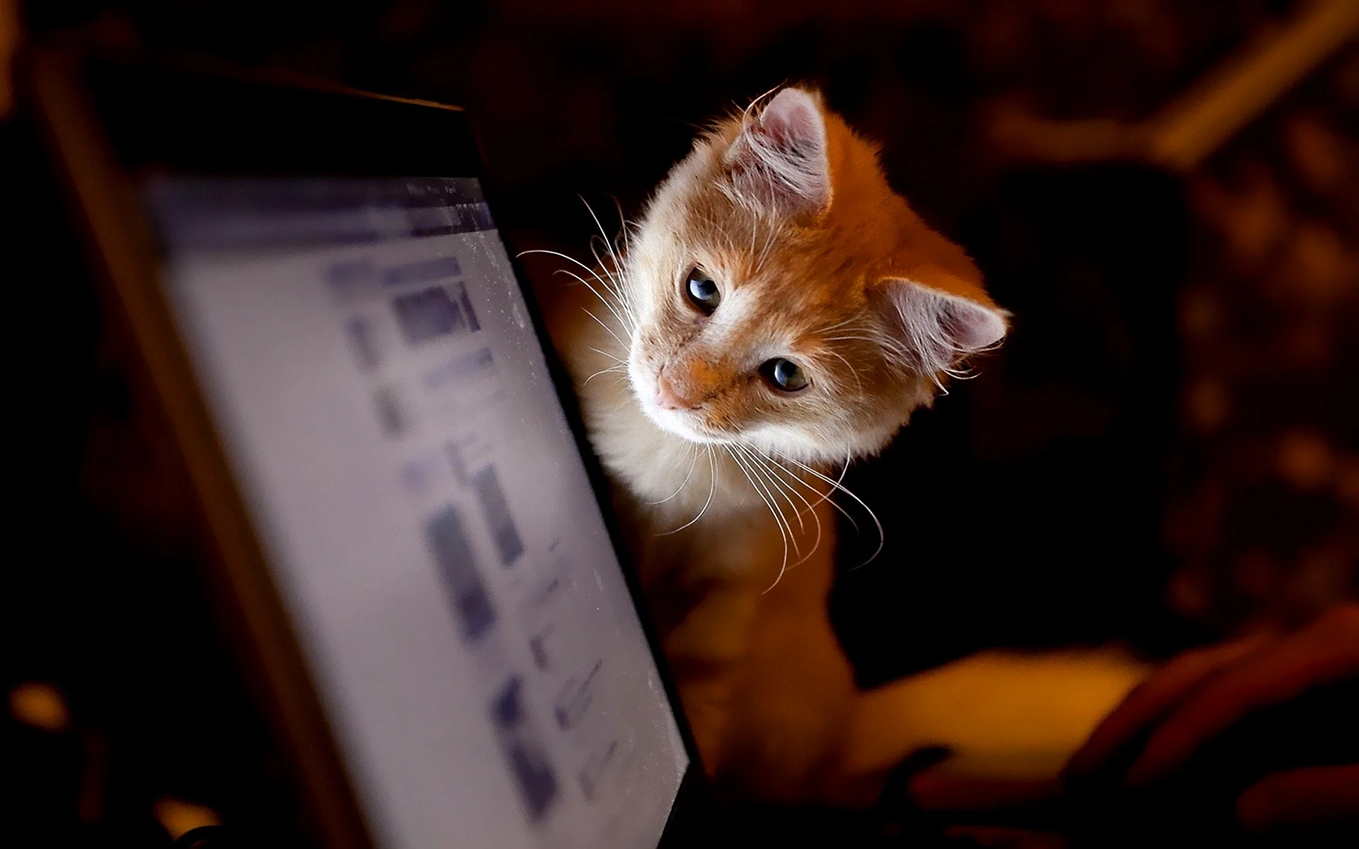 Cat Laptop Wallpaper