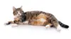 Cat Lying Wallpaper