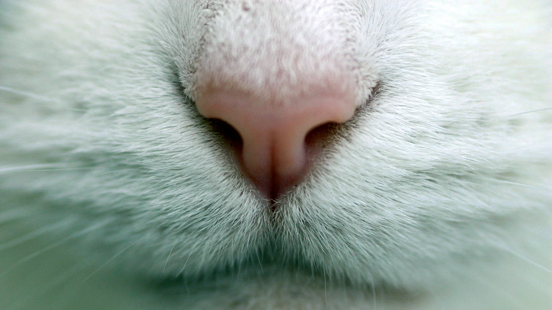 Cat Nose Wallpaper