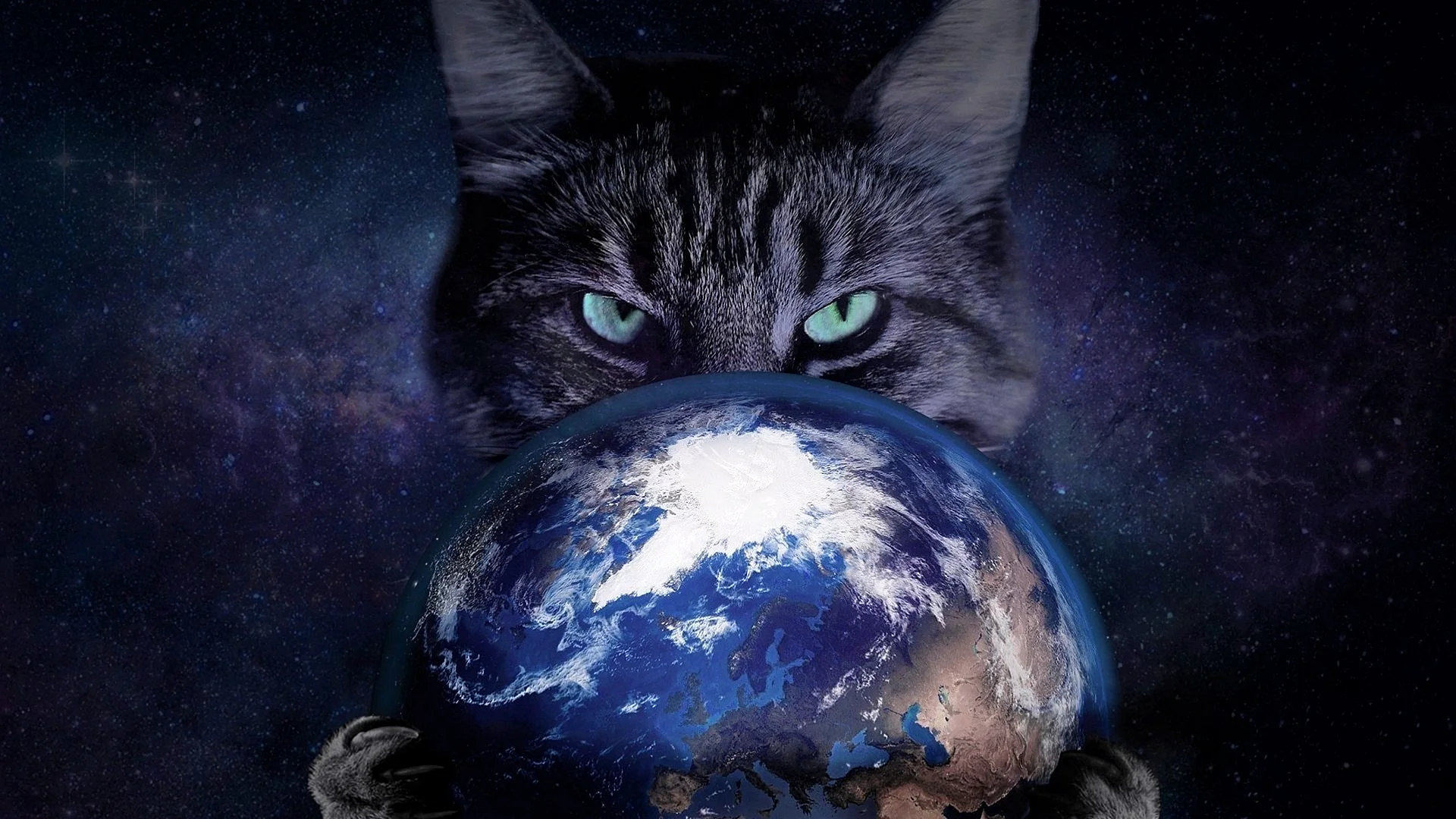 Cat Universe Wallpaper