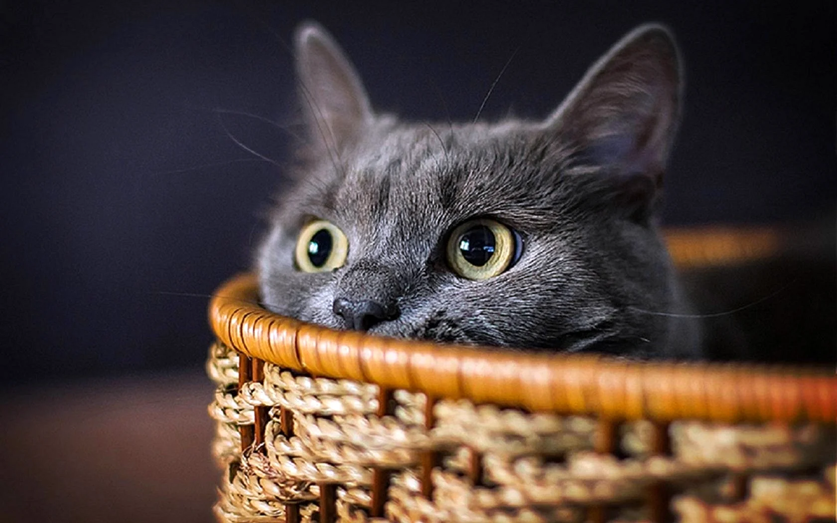 Cat HD Wallpaper