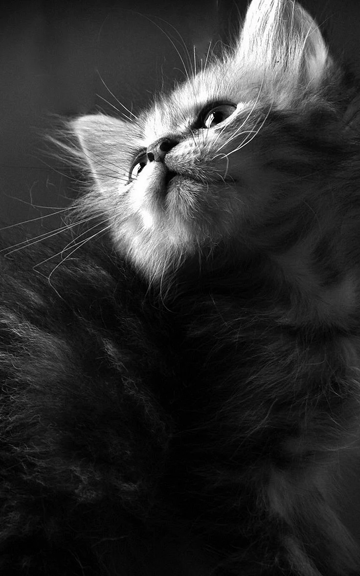 Cat iPhone HD Wallpaper For iPhone