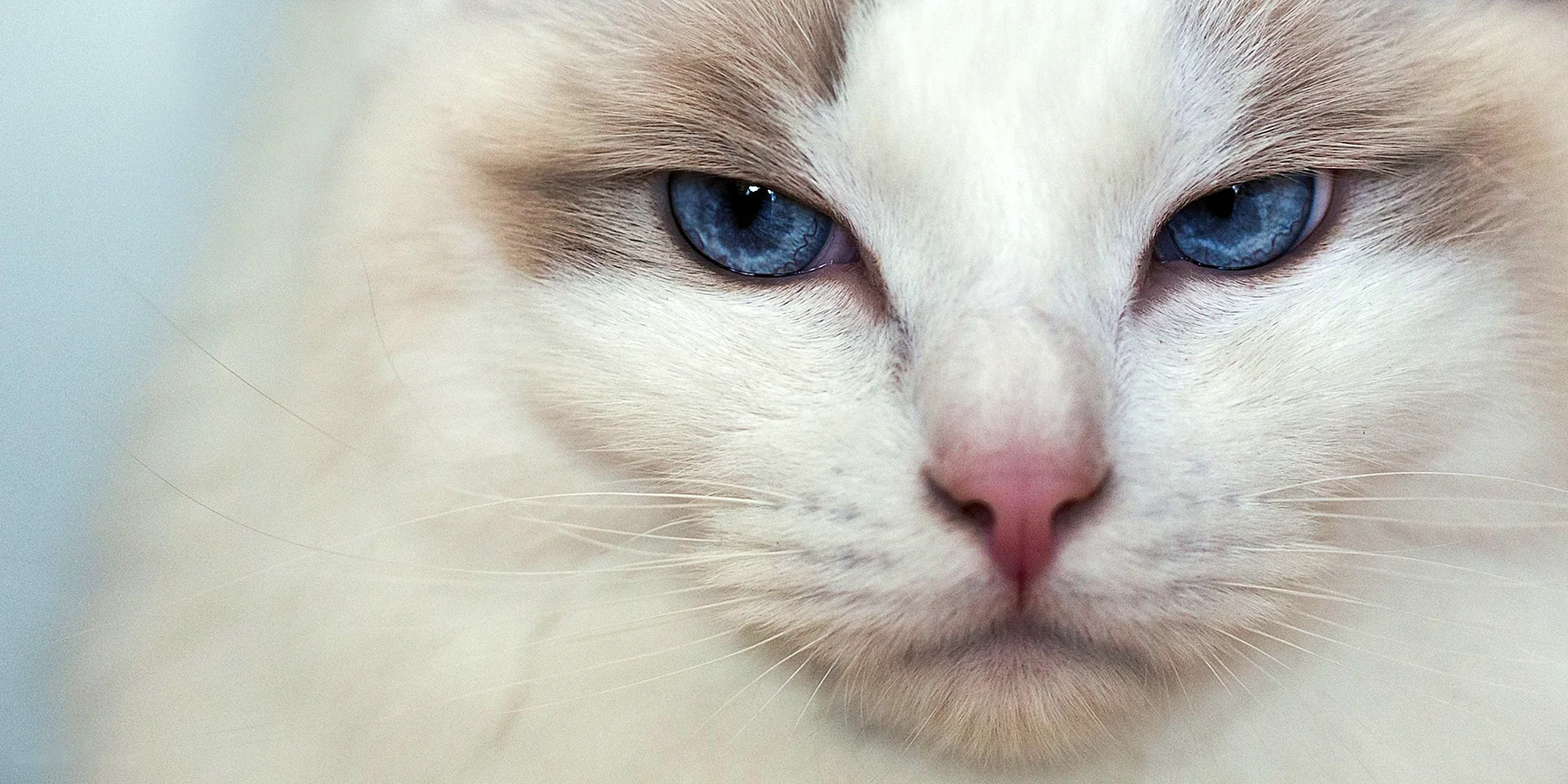 Cat With Blue Eyes Wallpaper