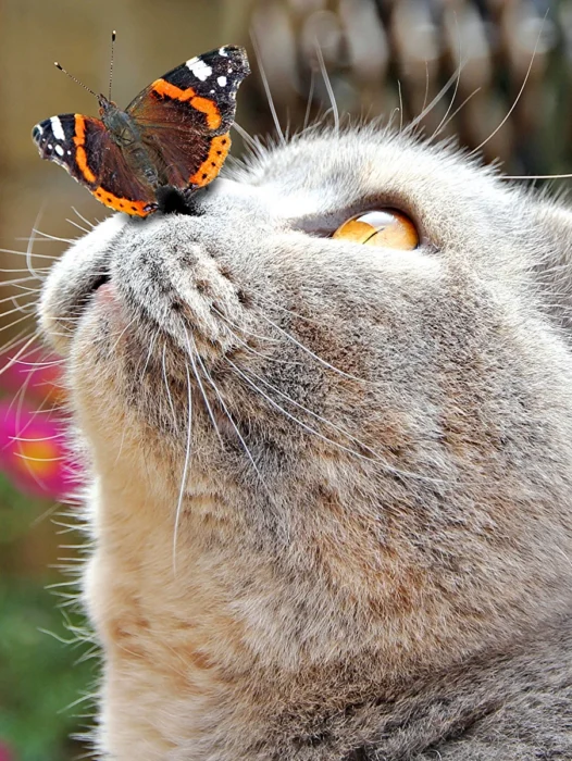 Cat with Butterfly Wallpaper