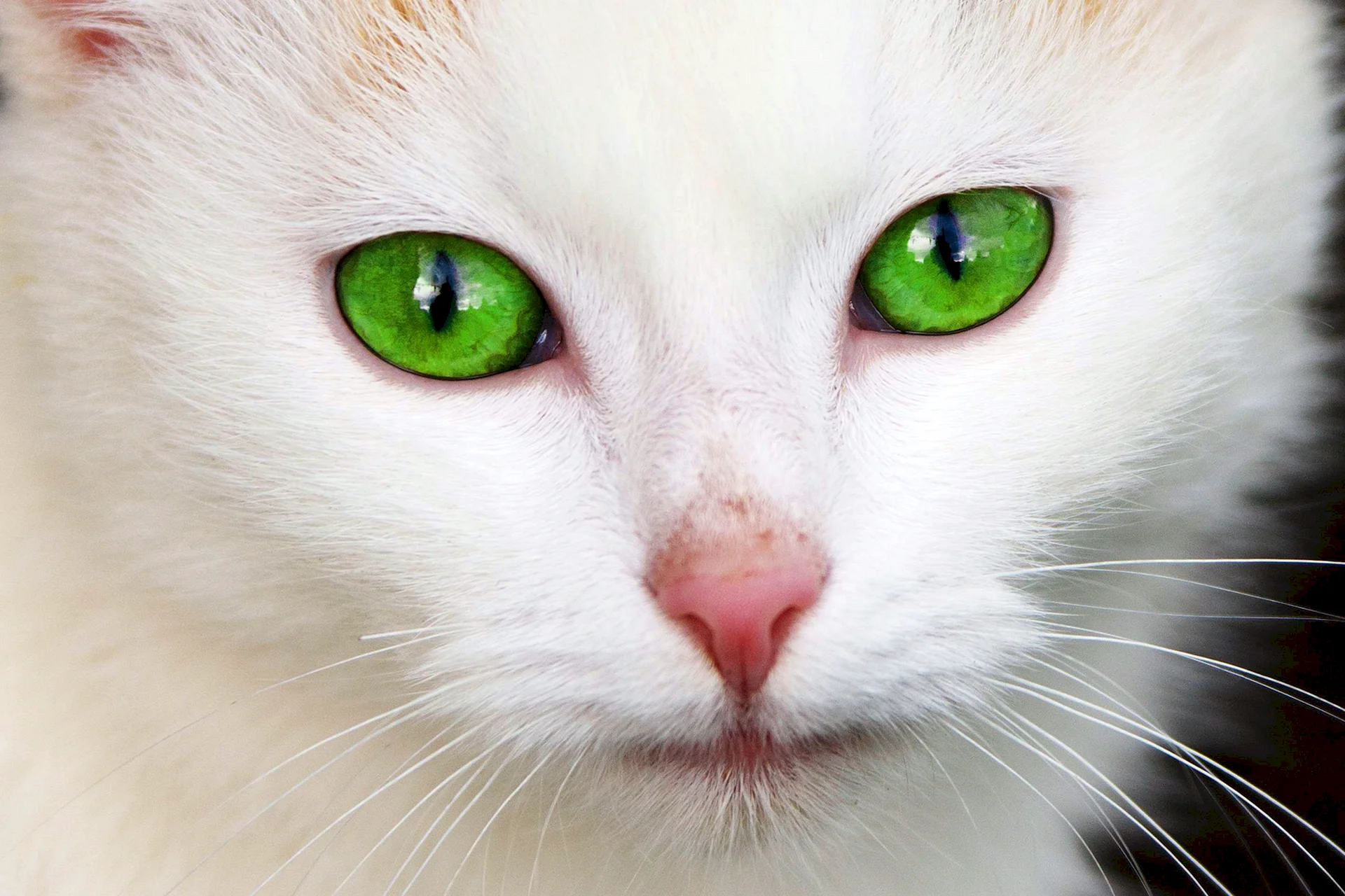 Cat Eyes Green Wallpaper