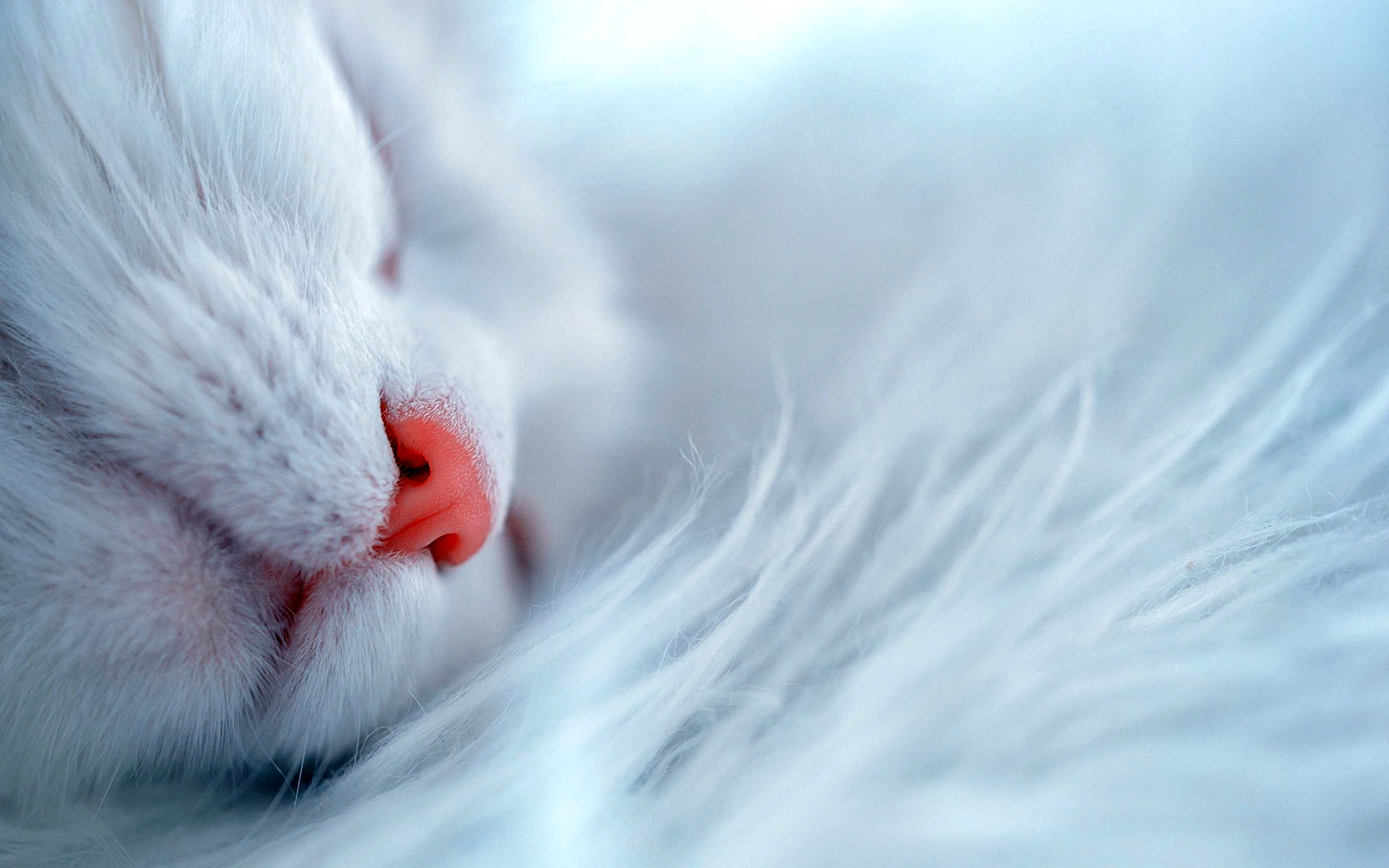 Cat Nose White Wallpaper