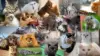 Cats collage Wallpaper