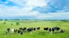 Cattle And Sheep Wallpaper