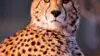 Cheetah 4K Wallpaper For iPhone